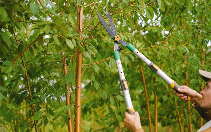 Tree trimming in Wellsville, UT